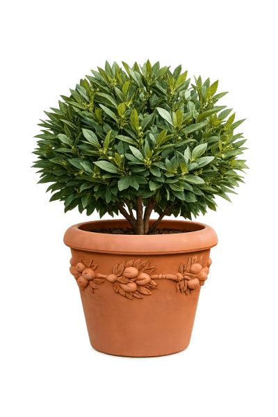 Vaso Robbiano Terrakotta-Pflanzvase aus Impruneta